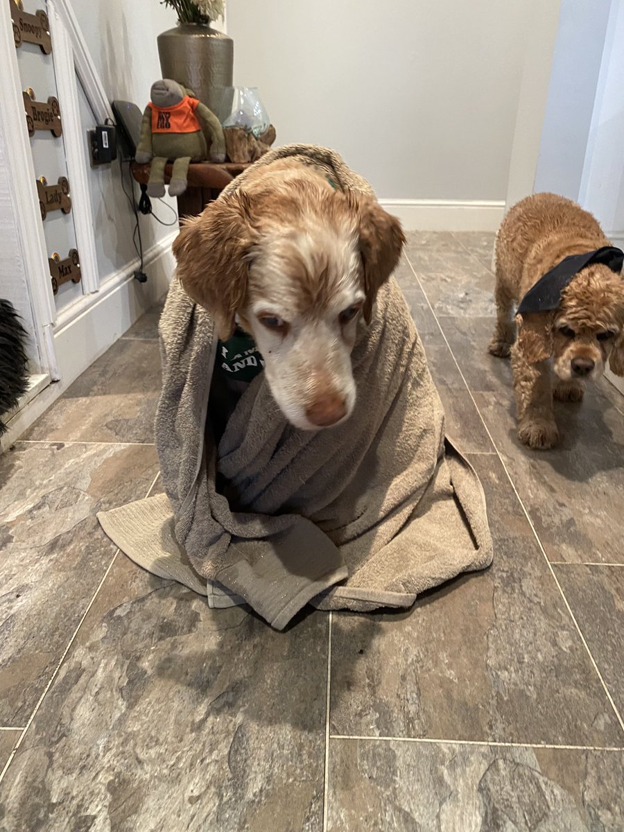 Super Spaniels tweet media