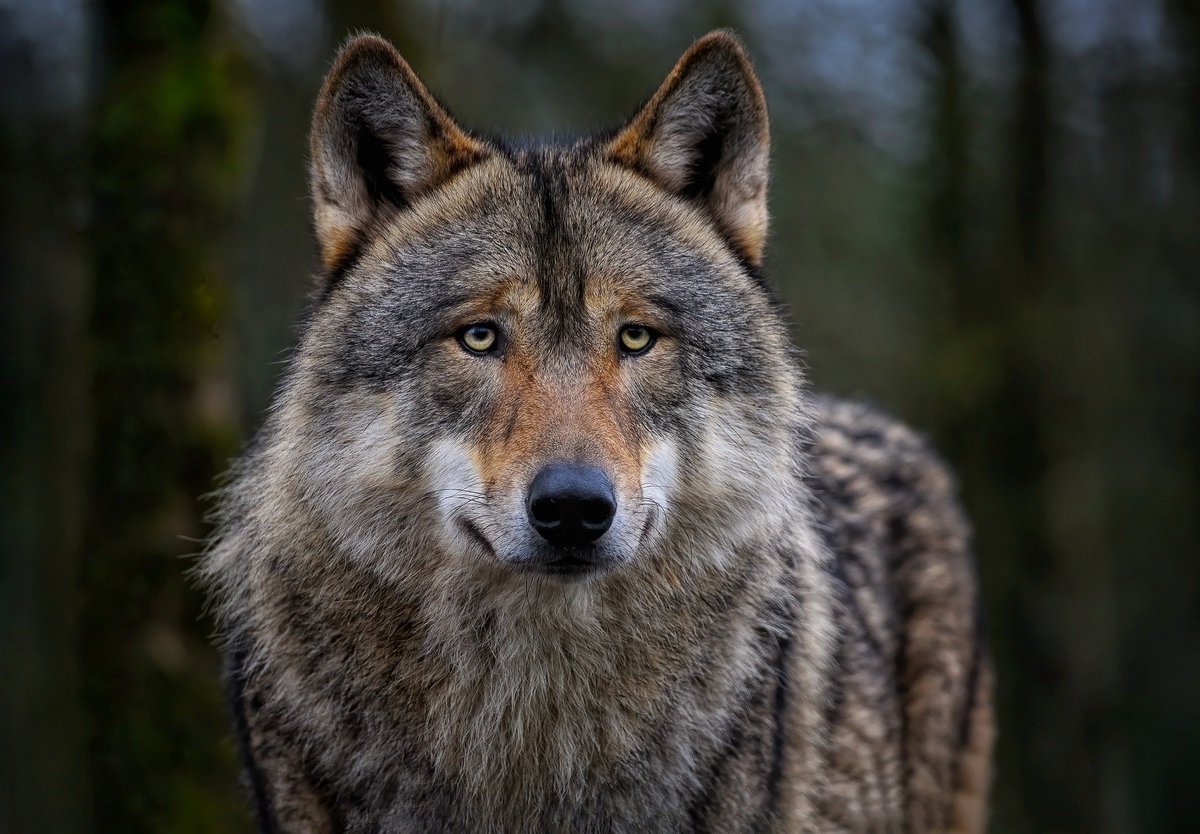 The Netherlands has more breeding wolf packs than Norway! The wolf's amazing recolonisation of Europe, and its entanglement in politics and culture wars, is being discussed now by @johndclinnell at our 1st annual meeting. #wolves #wildlife #hunting #nature @RewildingEurope