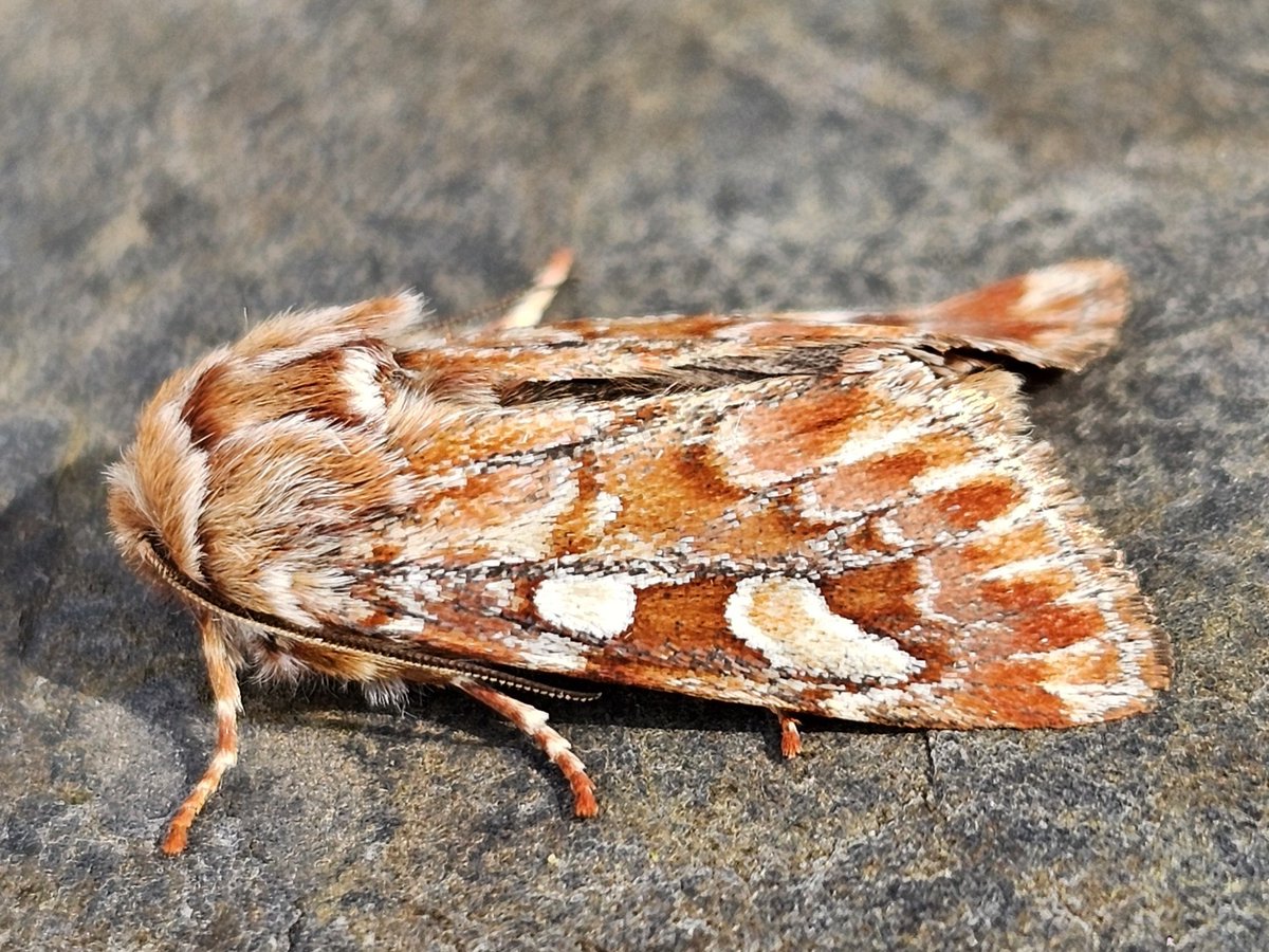 Beauty is in the eye of the beholder! Well, behold! Pine Beauty #WestCork #moths #protectnature