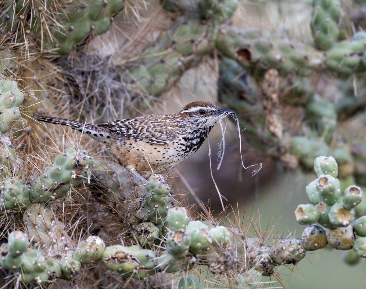 It’s WrensDay! A Cactus Wren’s work is never done…