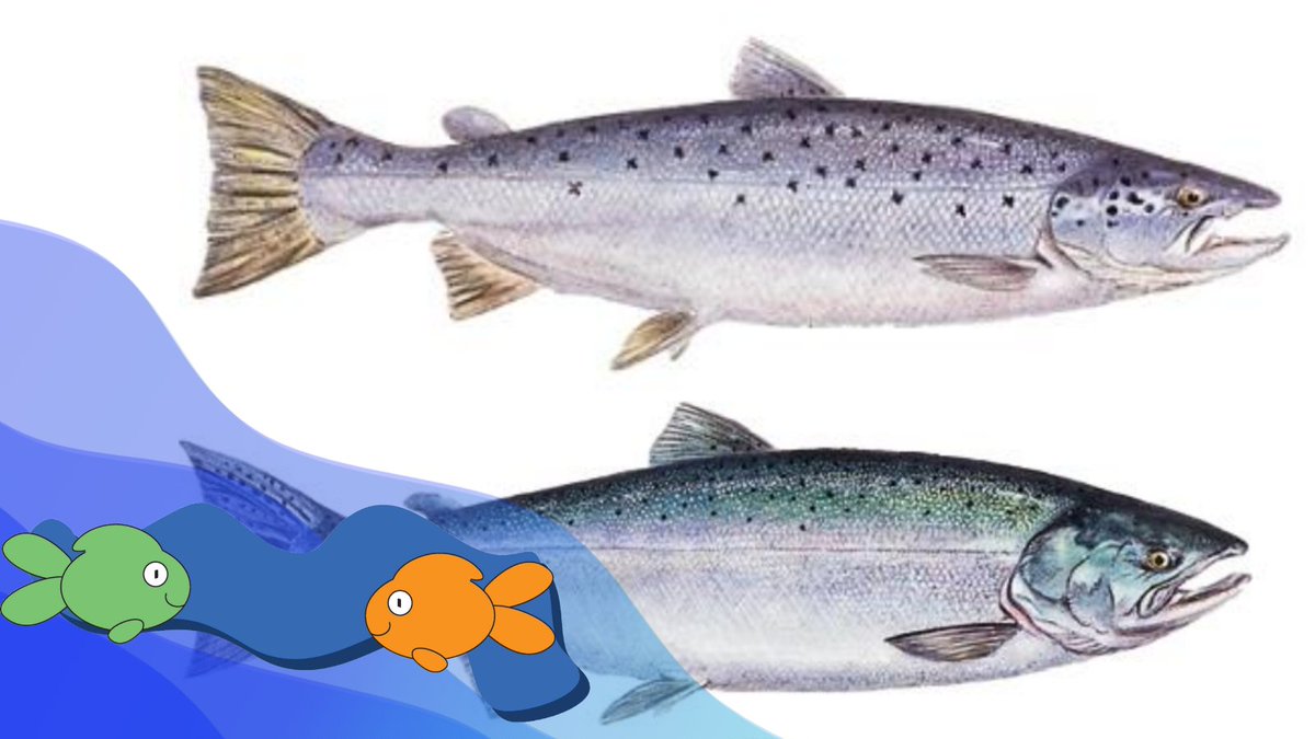 Teachers, feeling #fishy? Kick-start your water themed education + learn about the protection of the Ontario Watershed and Atlantic Salmon on #WaterWednesday for #PCWF2024. Did we mention we have pre-made Kahoots? pcwf.net/day-2-protecti…