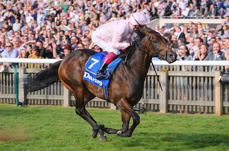 Happy 8th Birthday 🎂 @DarleyStallions Dewhurst Stakes Winner TOO DARN HOT 🔥