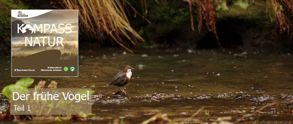 draussenzeit's tweet photo. Im #Polenztal wird´s lebendig. In der Natur beginnt ein Wettstreit um die besten Brut- und Futterplätze. Und die Wasseramsel hat´s besonders eilig. Warum, erfahrt ihr in der Elbsandstein-Serie #KompassNatur 👉
https://t.co/6sVW6zuwBn

#naturelover #NationalPark #SächsischeSchweiz https://t.co/UpLMqR2e0K