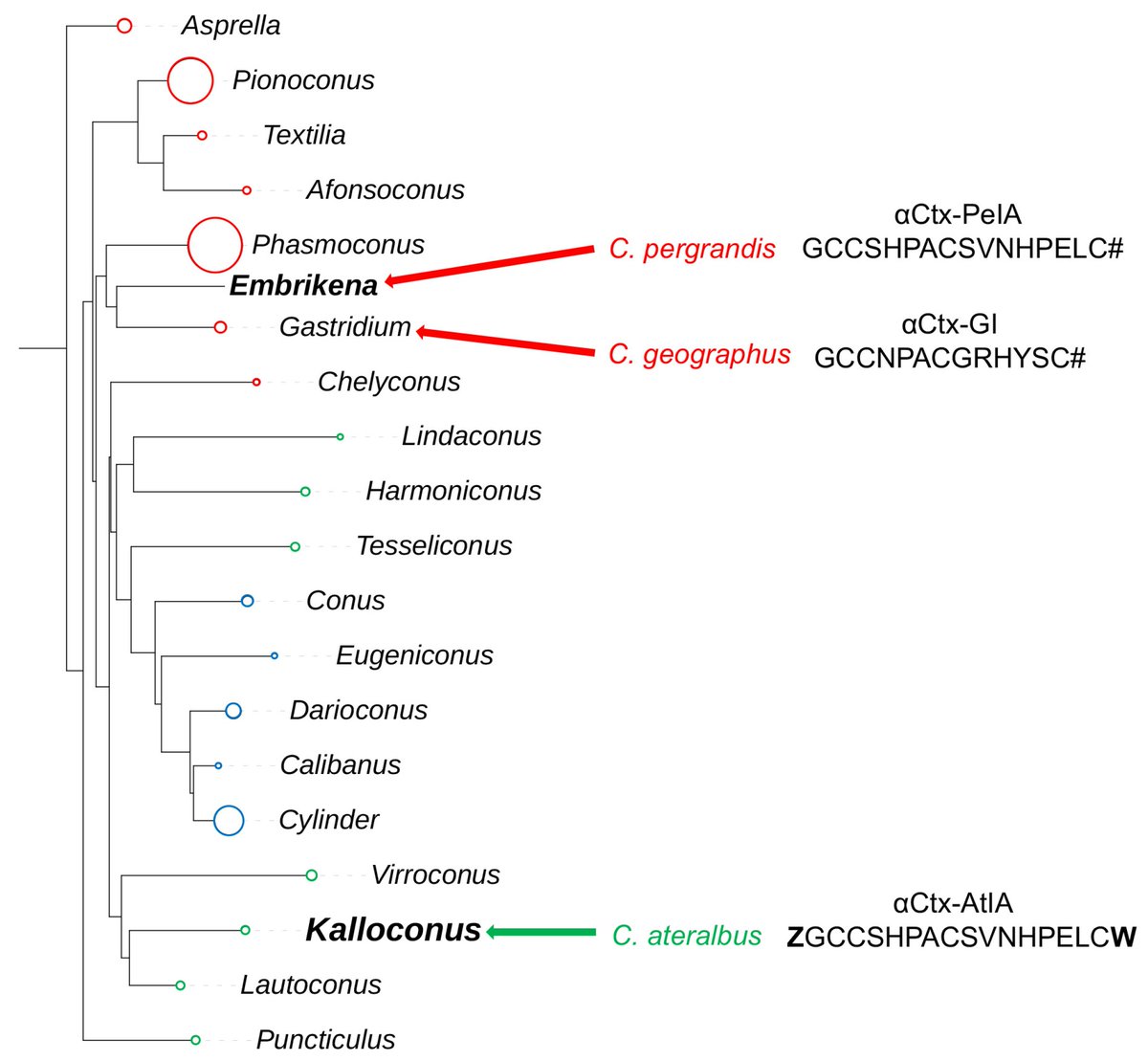 Marine_Drugs's tweet photo. Article: Using Constellation Pharmacology to Characterize a Novel α-Conotoxin from Conus ateralbus, by Jorge L. B. Neves et al.
https://t.co/3973S9t4Cb
#conotoxin #nAChRs #ConstellationPharmacology #DRGneurons https://t.co/fWPdoRfpa2