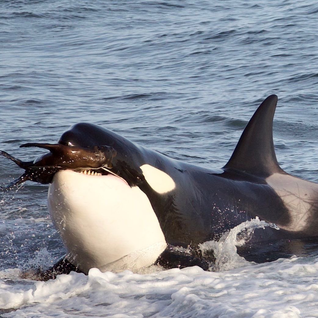 biologia_braba's tweet photo. SABE QUE HORA É NE? 

HORA DA BIOLOGIA BRABA CARALHO 
 
Hoje eu vim falar dessa kenga,  a maior predadora dos oceanos. 

A ORCA! https://t.co/F7wQelmfLE