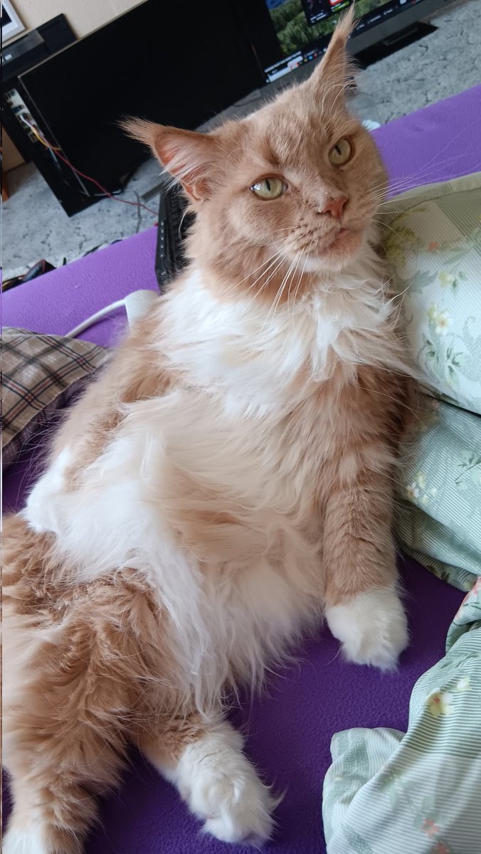 RosterRodriguez's tweet photo. Good morning...what's on the menu today?
#mainecoon #Wednesdaysurvival #betterchillout #CatsOnTwitter https://t.co/TTYnmn9Qxm