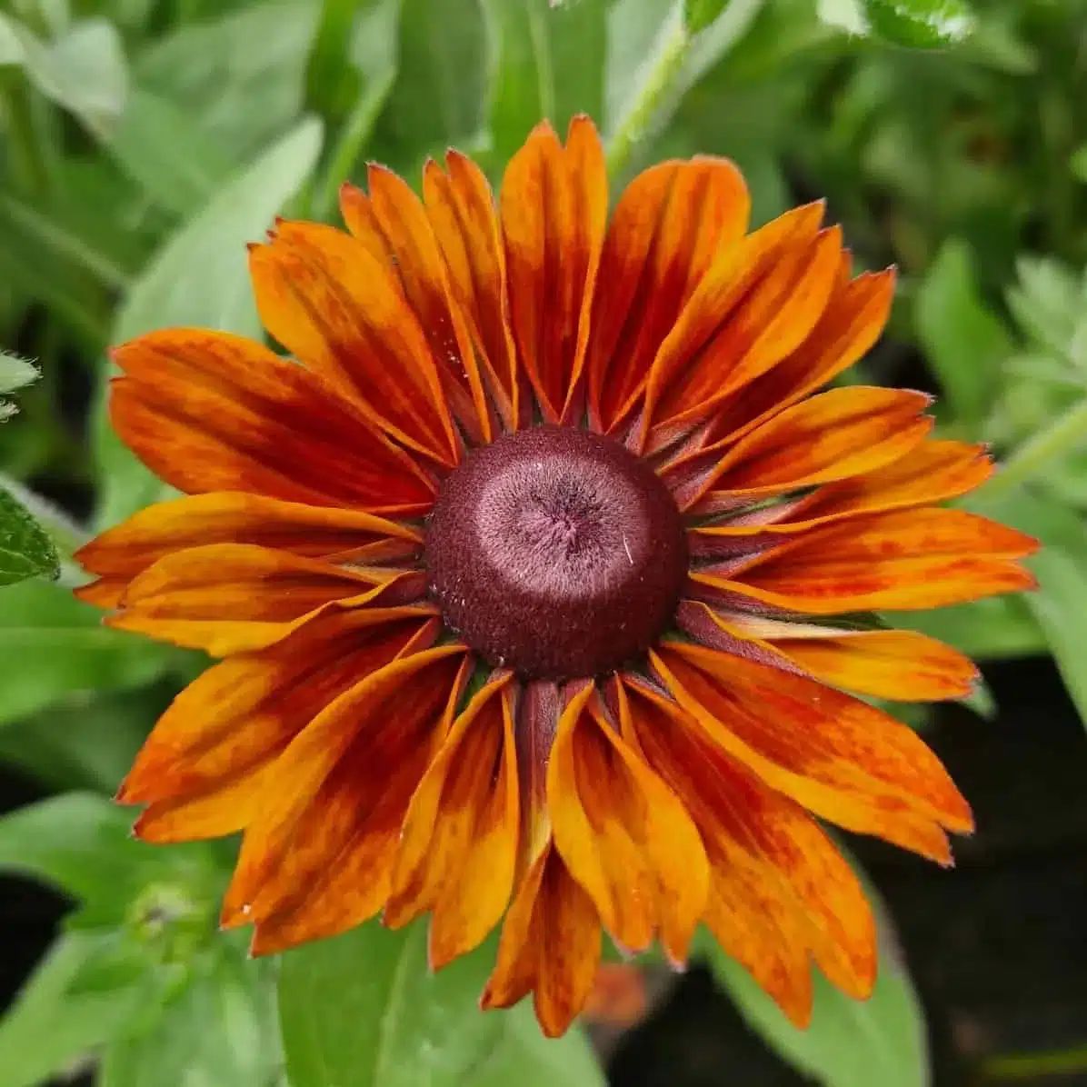 Middleton Nurseries tweet media