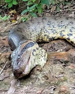 InforTvenezuela's tweet photo. Brasil.

La Anaconda mas grande del mundo y que se había hecho viral semanas atrás por el vídeo que grabó el profesor y biólogo neerlandés Freek Vonk, apareció muerta a orillas del río bonito en Brasil.
La gran anaconda verde del norte fue descubierta en febrero, cuando un grupo de expedición de vida silvestre se adentró en el Amazonas, en la frontera entre Brasil y Venezuela.
El reptil permaneció oculto ante el ojo humano durante mucho tiempo.
Su muerte se produce presuntamente por cazadores furtivos.
La anaconda verde había impresionado por su tamaño récord como la serpiente mas grande del planeta,se determinó que era una especie nueva, hermanada de las serpientes ya existentes en la zona.
El error fue haber transmitido su presencia ante los humanos ,declararon algunos proteccionistas.