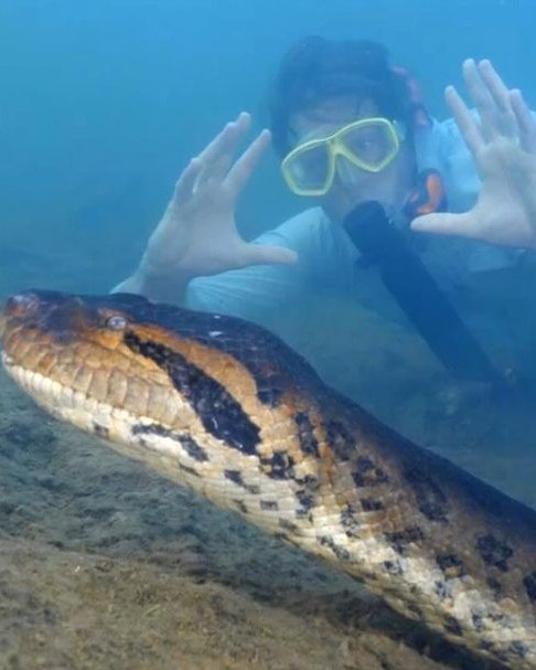 InforTvenezuela's tweet photo. Brasil.

La Anaconda mas grande del mundo y que se había hecho viral semanas atrás por el vídeo que grabó el profesor y biólogo neerlandés Freek Vonk, apareció muerta a orillas del río bonito en Brasil.
La gran anaconda verde del norte fue descubierta en febrero, cuando un grupo de expedición de vida silvestre se adentró en el Amazonas, en la frontera entre Brasil y Venezuela.
El reptil permaneció oculto ante el ojo humano durante mucho tiempo.
Su muerte se produce presuntamente por cazadores furtivos.
La anaconda verde había impresionado por su tamaño récord como la serpiente mas grande del planeta,se determinó que era una especie nueva, hermanada de las serpientes ya existentes en la zona.
El error fue haber transmitido su presencia ante los humanos ,declararon algunos proteccionistas.