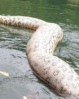 InforTvenezuela's tweet photo. Brasil.

La Anaconda mas grande del mundo y que se había hecho viral semanas atrás por el vídeo que grabó el profesor y biólogo neerlandés Freek Vonk, apareció muerta a orillas del río bonito en Brasil.
La gran anaconda verde del norte fue descubierta en febrero, cuando un grupo de expedición de vida silvestre se adentró en el Amazonas, en la frontera entre Brasil y Venezuela.
El reptil permaneció oculto ante el ojo humano durante mucho tiempo.
Su muerte se produce presuntamente por cazadores furtivos.
La anaconda verde había impresionado por su tamaño récord como la serpiente mas grande del planeta,se determinó que era una especie nueva, hermanada de las serpientes ya existentes en la zona.
El error fue haber transmitido su presencia ante los humanos ,declararon algunos proteccionistas.
