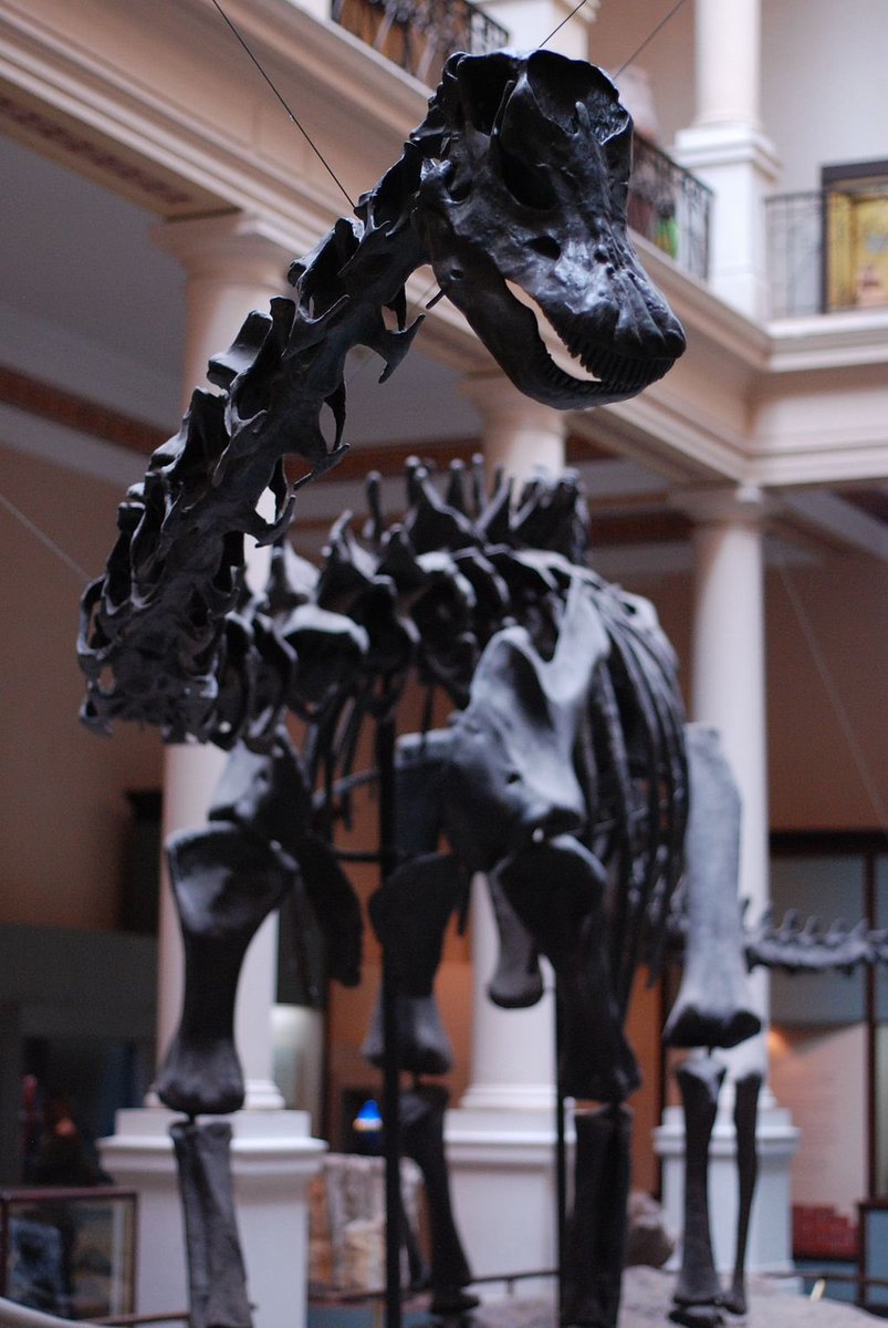 TM9380's tweet photo. Dippy the Diplodocus. While the original mount is still in Pittsburgh, casts of Dippy have found homes in museums around the world throughout the years. https://t.co/xv2OD1ikT1