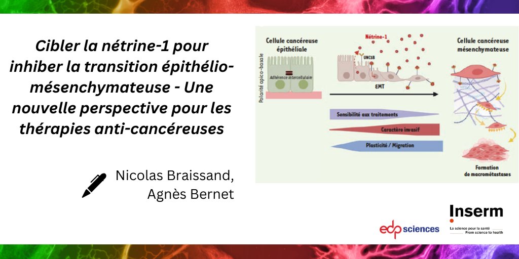 Cibler la #nétrine pour empêcher la transition #épithélio-mésenchymateuse à l'origine des métastases des #carcinomes. Une stratégie thérapeutique prometteuse. À découvrir.
bit.ly/3vn5qhj #openaccess