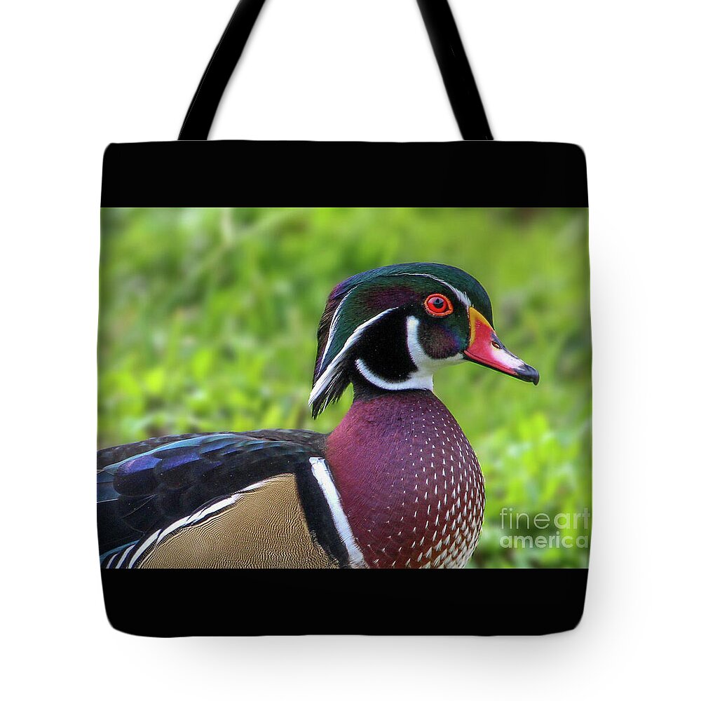 "Male Wood Duck" photographic image is available on this #totebag in my shop. Image also avail. in a #mug #homedecorideas #puzzles #apparel and #wallart ❤️
#birdphotography #BuyIntoArt #gifts #woodduck 

Picture taken at #LakeMorton in Lakeland, FL ❤️

3-joanne-carey.pixels.com ❤️