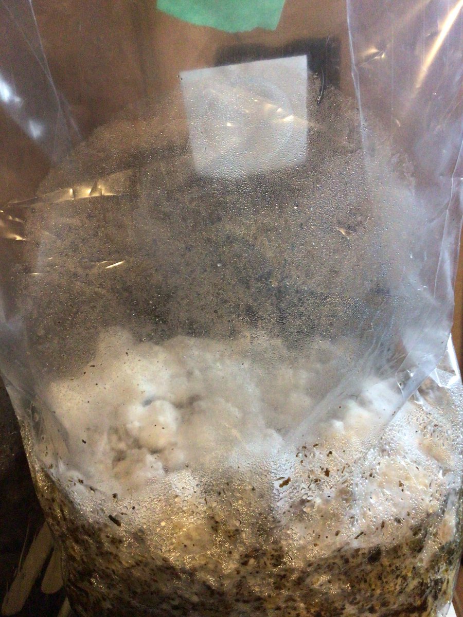 Today is the day. Today I give everyone my Wood-based Master blend recipe. #MushLove so how good is it? This lions mane block has fruited 4 times already and it’s still going strong