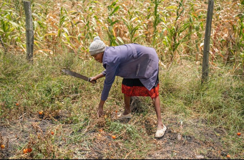biosorra's tweet photo. It was great visiting and listening to the success stories of some of @biosorra  Farmer Champions who are now ambassadors of #biocharbora 

Thank you  Pace Able Foundation for making this work possible https://t.co/gIDoK90NfI