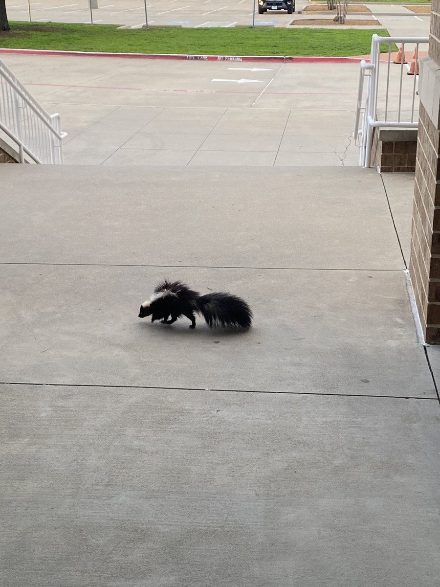 Thank you @FriscoPD and Amanda Weddle for catching Pepe Le Pew 🦨 out in front of liberty HS. She’s a total rockstar!!! #FriscoPD #FISD