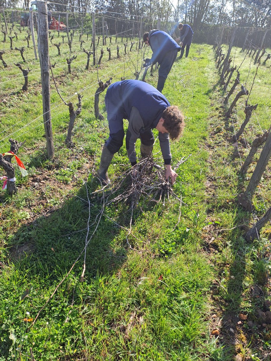 💦☀️🍇 Pesée des bois de taille pour comparer la vigueur de la vigne des différentes modalités. Participat° des élèves de l'EPLEFPA Edgard Pisani de Montreuil-Bellay pour les familiariser aux enjeux actuels et à l'expérimentat° en viticulture ➡️ Action 3.3 du projet