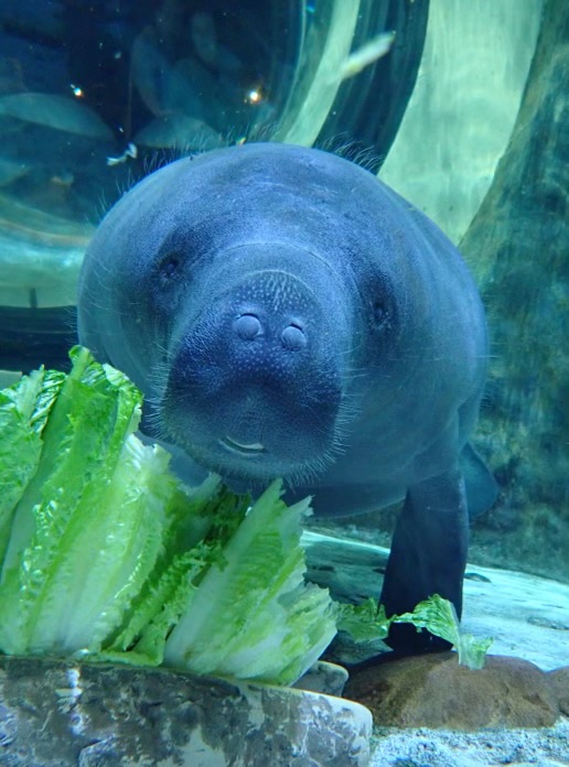 CincinnatiZoo's tweet photo. Currently, Nolia, Amethyst &amp; Waffles are rehabilitating at the Cincinnati Zoo until they can head back down to FL! Amethyst is a cautious little girl, who loves to eat from the bottom &amp; enjoys endive! Current weight 399.25 lbs #ManateeAppreciationDay https://t.co/VB3EzONB89 https://t.co/j6N4g5UoH6