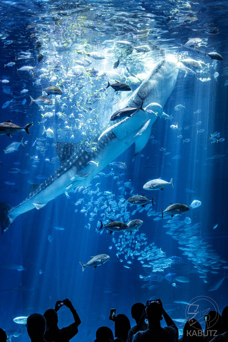 快晴の大水槽からしか得られない栄養がある
#美ら海水族館