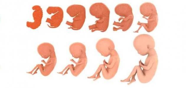 The Quran on Human Embryonic Development islam-port.com/the-quran-on-h…