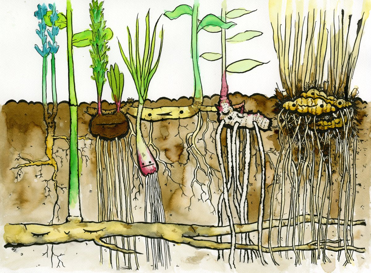 ExFuMo1's tweet photo. Why Go Belowground? Read our new blog! 
https://t.co/nQLVtqiep3

#GoBelowground #rhizome #bulb #functionaltraits #storage #clonality #ecology #soil #plant #ExFuMo https://t.co/pSpwMFe5lt