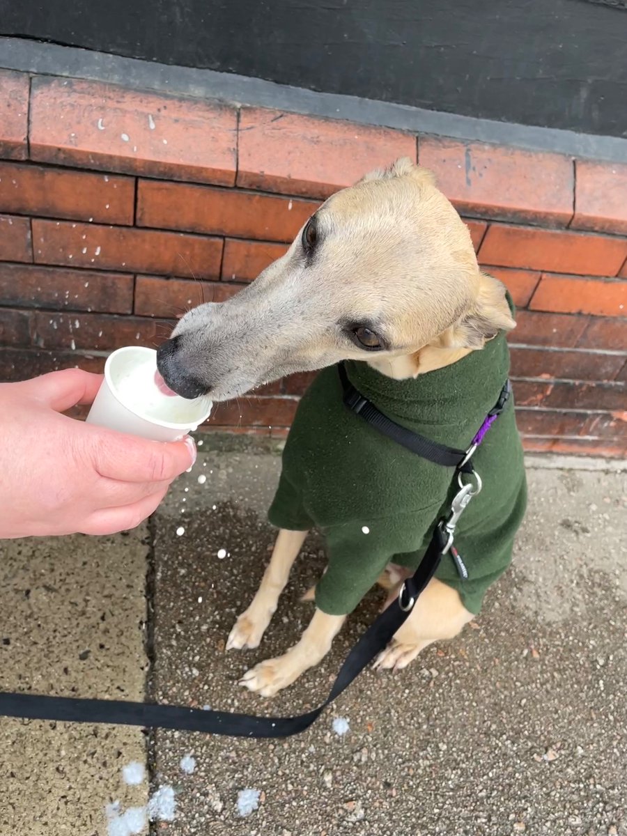 Bernie is 4 today, he celebrated by having his first ever puppachino 🎈