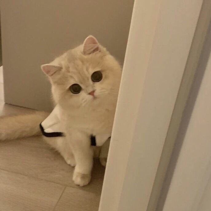 takemybear's tweet image. งอนเหรอคะบิบิ๋                                ป่าวคับ(งอน)