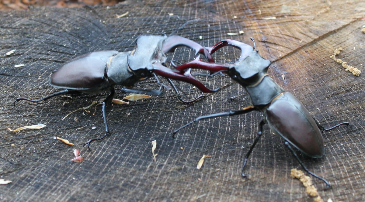 InsectDiversity's tweet photo. Genetic diversity and population structure of the endangered saproxylic beetle L. cervus in a fragmented landscape: https://t.co/FsKUKmCQUD 
#Lucanus #StagBeetles #PopulationGenetics #Fragmentation @WileyEcolEvol

Photo: Lucanus cervus (credit E. Baraniak) https://t.co/tRMYUkhP4r