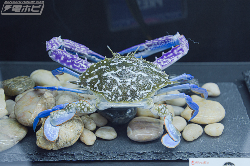 いきもの大図鑑アドバンス アカミミガメ いきもの大図鑑アドバンス