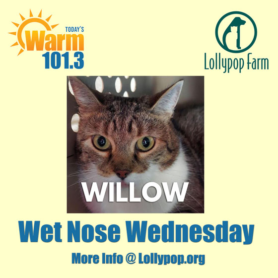 It's Wet Nose Wednesday! Find out more about Willow by reaching out to @LollypopFarm