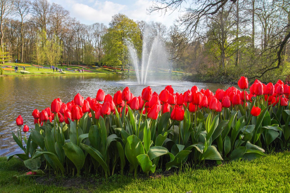 This week marked the 75th anniversary of De Keukenhof, fondly known as 'The Garden of Europe'. Nestled in the Netherlands, this iconic flower garden stands as a testament to Dutch floriculture, boasting approximately 7 million flowers planted each year! 🧵