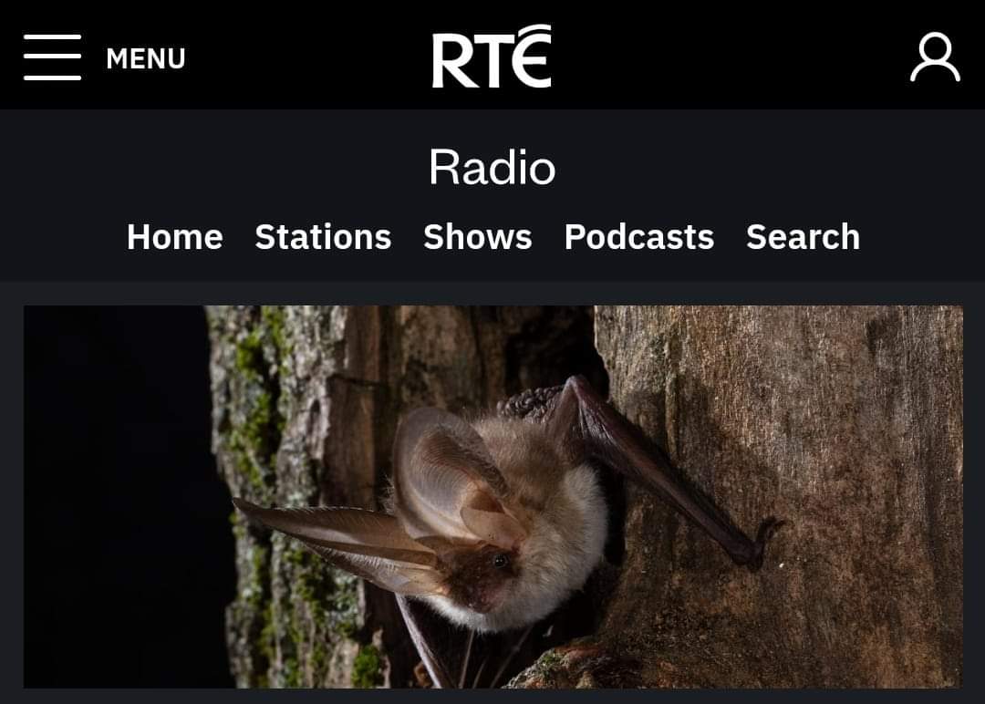 🦇THANK BATS FOR THAT!🦇 Did you catch Niamh on @rte Radio 1 explaining how bats perform a wide range of ecosystem services worldwide? In case you missed it 👇 rte.ie/radio/radio1/c… #BatConservationIreland #LoveBats #bats #wildlife #ecosystemservices #IrishBats