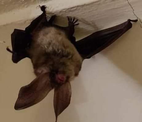 🎉GOOD NEWS🎉 We have had lots of interest in our Small Grants Scheme so we are extending the deadline to: 🦇Wednesday 3rd April 2024 at 5pm🦇 For more information 👇 batconservationireland.org/latest-news/ba… #BatConservationIreland #IrishBats #bats #funding #conservation #environment