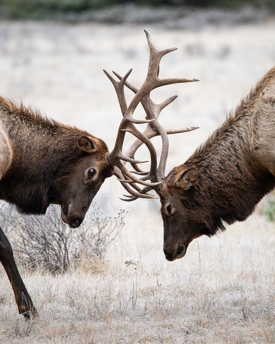 #Elk are iconic #Canadian fixtures and are the second largest member of the deer family. They live in herds and help promote healthy ecosystems. Visitors to #BanffNationalPark are sure to cross paths with these incredible creatures. #WildlifeWednesday🦌 📷IG/eisenhaur_photography