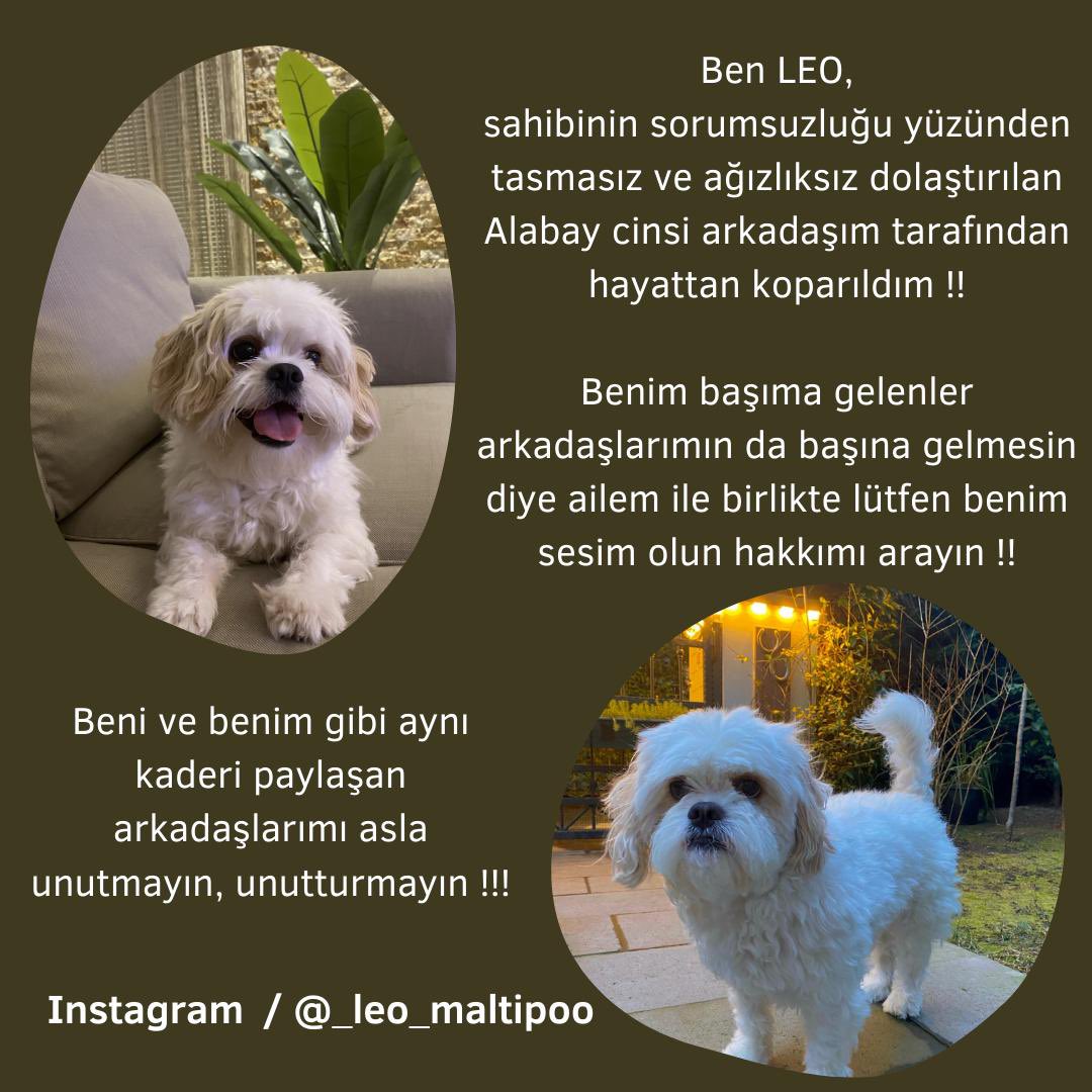 Emin tweet media