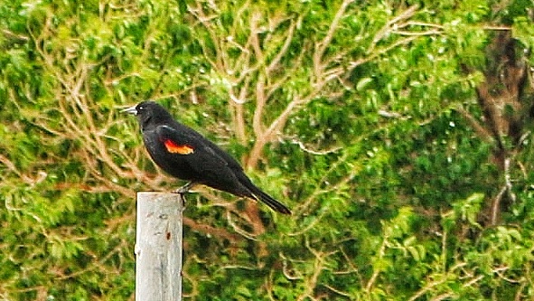 Puntuales, con el inicio de la primavera, se escuchan los tordos sargentos en la frontera #ecologíasdelafrontera
