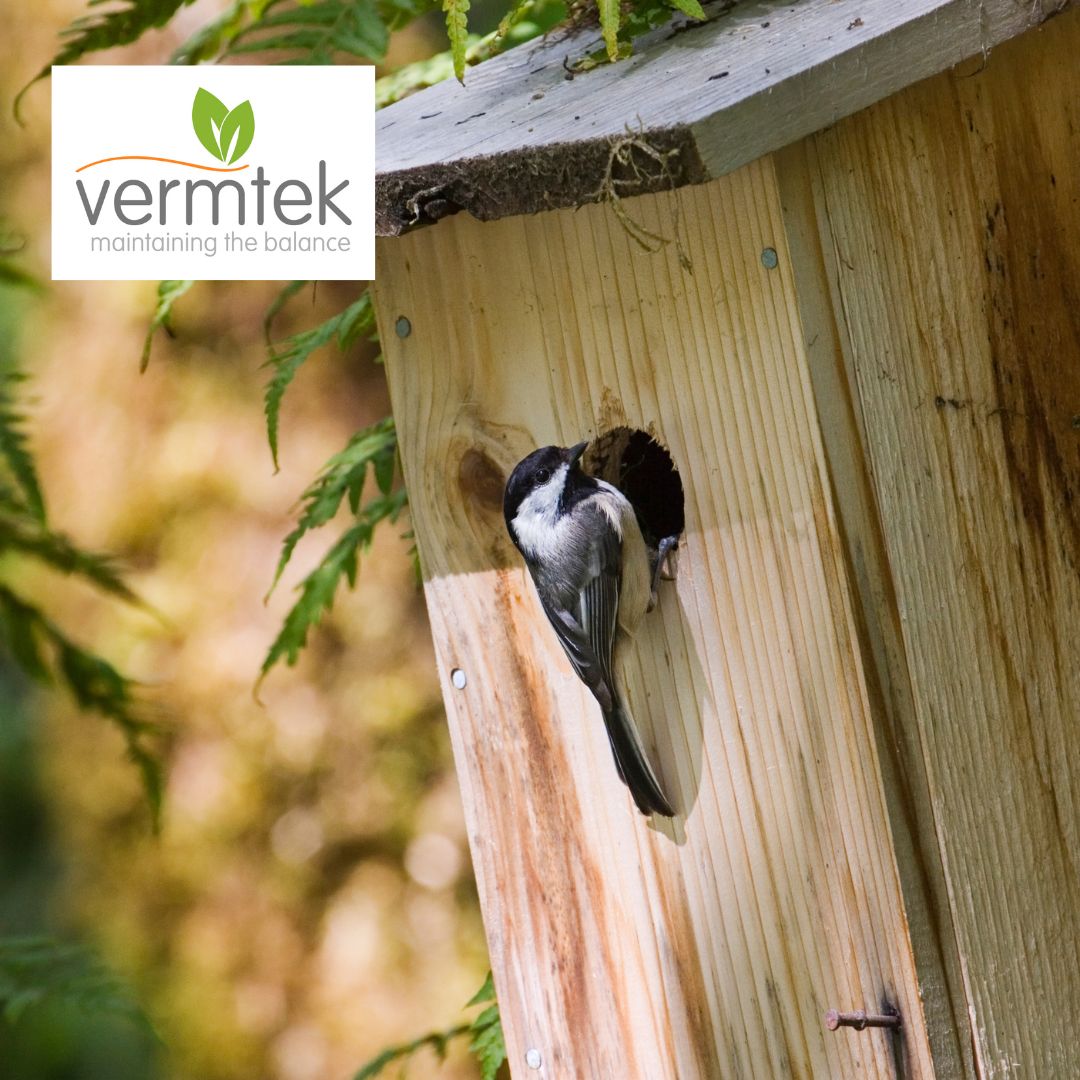 vermtek's tweet image. Protect the environment, engage children, and promote staff wellbeing with our branded flat packed bird boxes! Personalise them with your company name or logo to spread brand awareness. DM us now  #EcoFriendlyPestControl #CSRGoals #Biodiversity #BirdConservation #StaffWellbeing