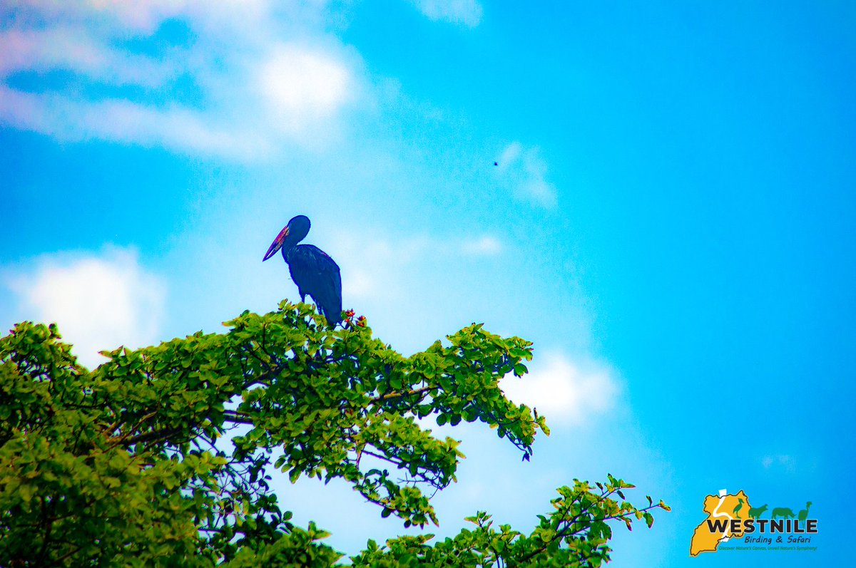 These majestic birds also showcase remarkable teamwork when foraging, often seen in groups using their bills like scissors to cut through dense aquatic vegetation in search of prey. Their distinct flight pattern, with slow, deliberate wingbeats, adds to their allure in the skies.