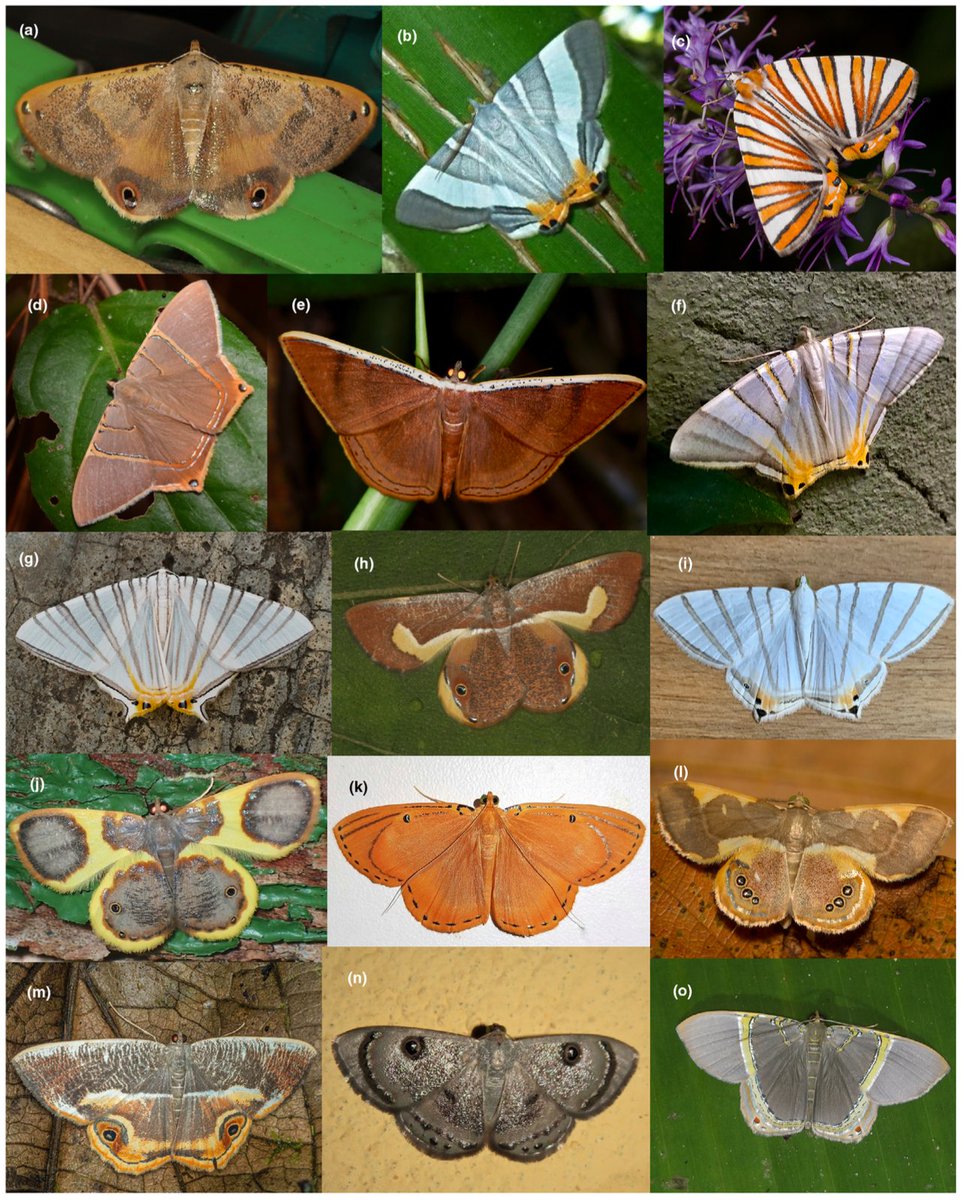 New paper out! Use of museum samples and #UCE data reveal contrasting patterns of #phylogenetic signal in wing color characters of moths of the tribe #Palyadini (#Geometridae).
Research led by Ivonne Garzón and Flavia Joele (#UNAM, Mexico).
Cladistics: onlinelibrary.wiley.com/doi/10.1111/cl…