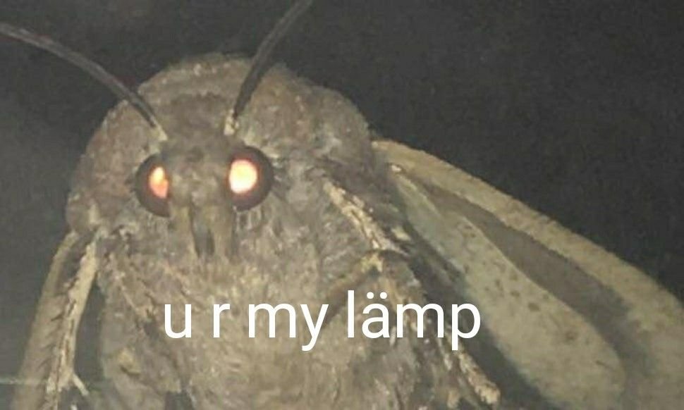 Illegal Memes (@illegal_memes0) on Twitter photo 