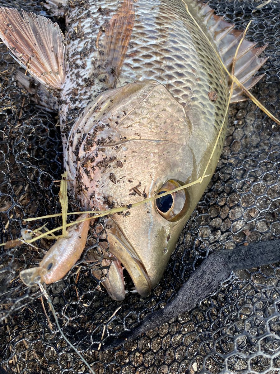 マングローブジャック最高！