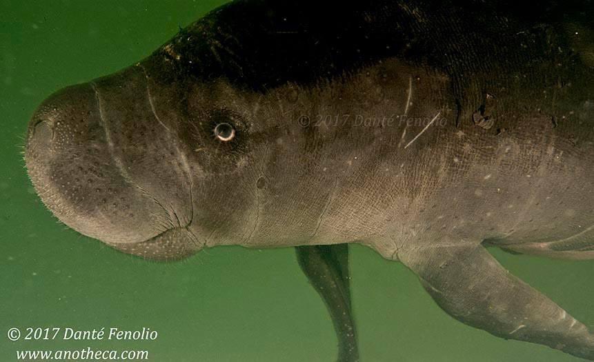 March 27th: Manatee Appreciation Day!! I’d like to celebrate with underwater images that I took in Amazonian Peru. This is the Amazonian Manatee (Trichechus inunguis). Let’s do more… Support any conservation initiative with which you connect.