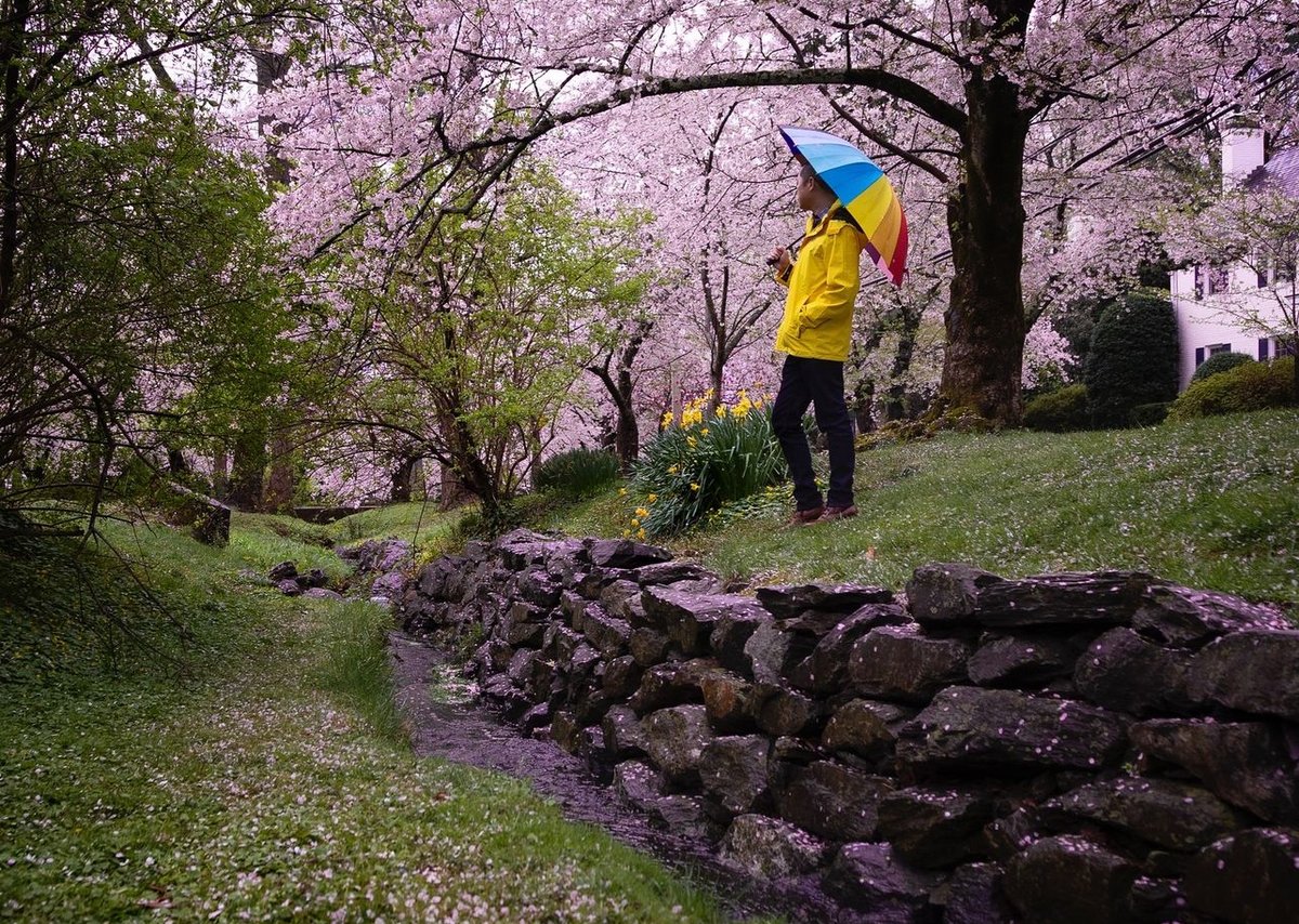 Check out the Cherry Blossoms in MoCo by visiting Kenwood! Just look at this beautiful picture from @housethacker🤩💮 #Repost ・・・ Moment of peace 🌸☔️🌸🍒🌸 📍Kenwood Neighborhood | Bethesda, Maryland 📸: Canon R6 | 24-105mm #shotoncanon #teamcanon