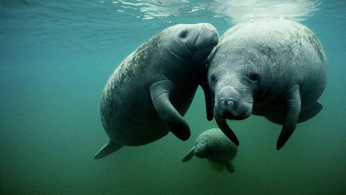 Happy Manatee Appreciation Day! Did you know that all three Manatee species are EDGE species, and listed on our EDGE mammals list? Featured today is the West Indian Manatee, which was the focus of EDGE alum Jamal Galves' Fellowship, when he was a Fellow in 2018.