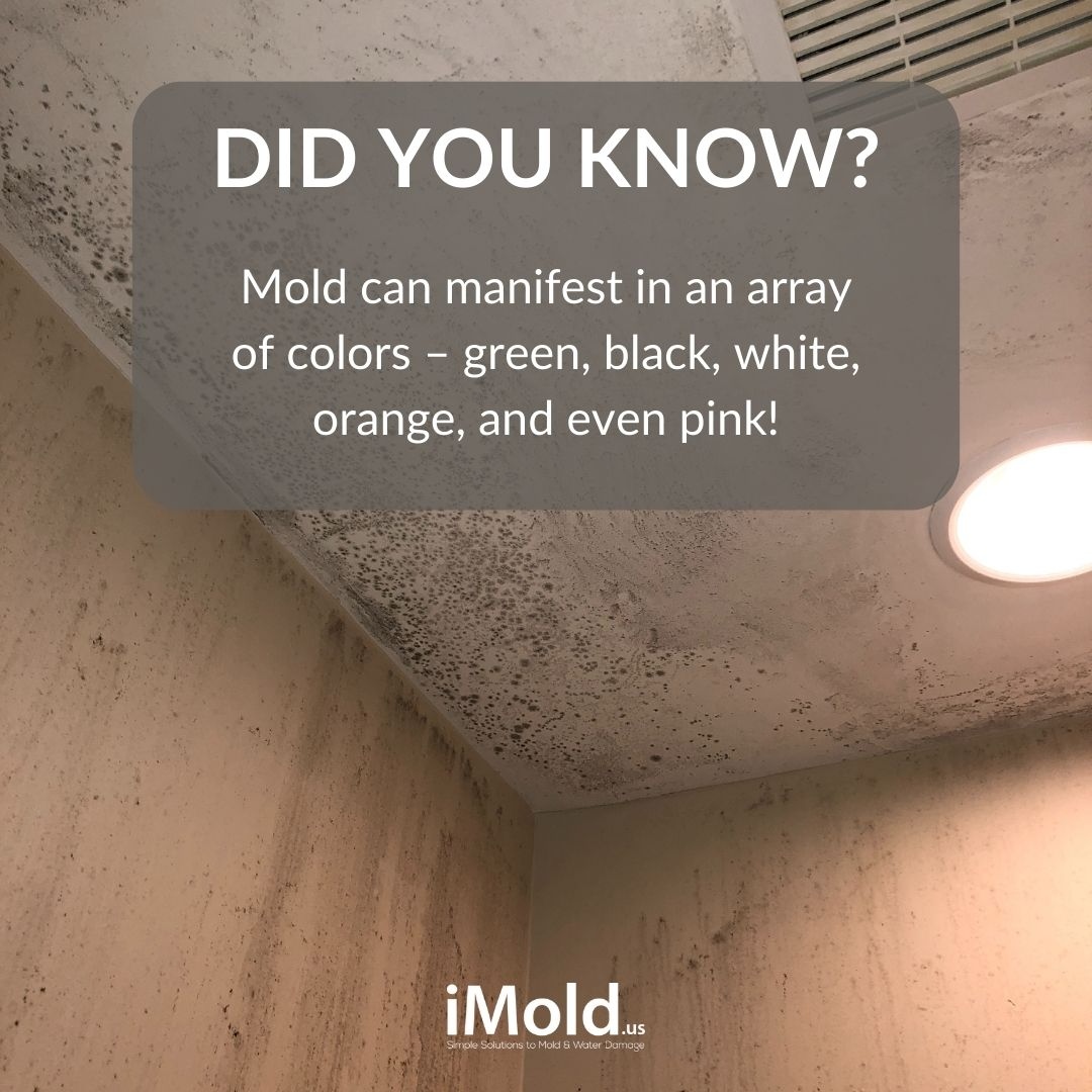 Did you know? Mold can manifest in an array of colors – green, black, white, orange, and even pink!

But here's the catch: the color of mold doesn't tell you how toxic it is. 

Contact iMold for professional mold remediation services today! 🛠️🔍 #MoldAwareness #StaySafeWithiMold