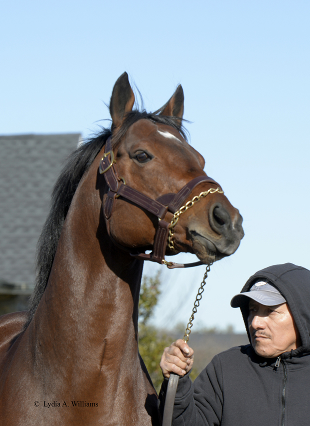 MarylandTB's tweet photo. You might find this news "Engage"ing: it's now more enticing to breed to Maryland stallions! Beginning with 2-year-olds of 2025, registered #MDSired #MDBred runners earn 40% higher breeder bonuses than out-of-state sired #MDBreds! Call (410) 252-2100 ext. 129 to learn more. https://t.co/puF5RdGhhl