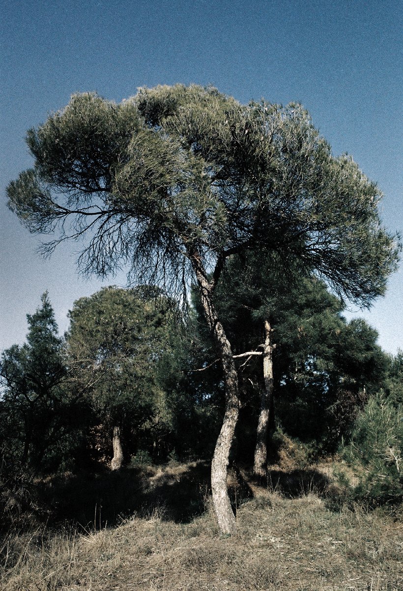 #περιαστικόδάσος #Θεσσαλονίκη
#suburbanforest #Thessaloniki
#forestscape #treeportrait
#πεύκο #pine #ΣέιχΣου
#chemicalphotography
aka #analogphotography
#chemodigitalphotography
#colorphotography
#colourphotography
#orwo #wolfenNC500
#35mm #slr #C41
📷ΣΔ [2024]