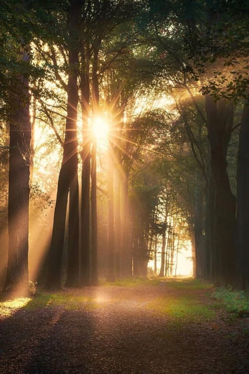 helena_mar19's tweet photo. Sun Rays

(📷Pinterest) https://t.co/A3O5z8xOGp