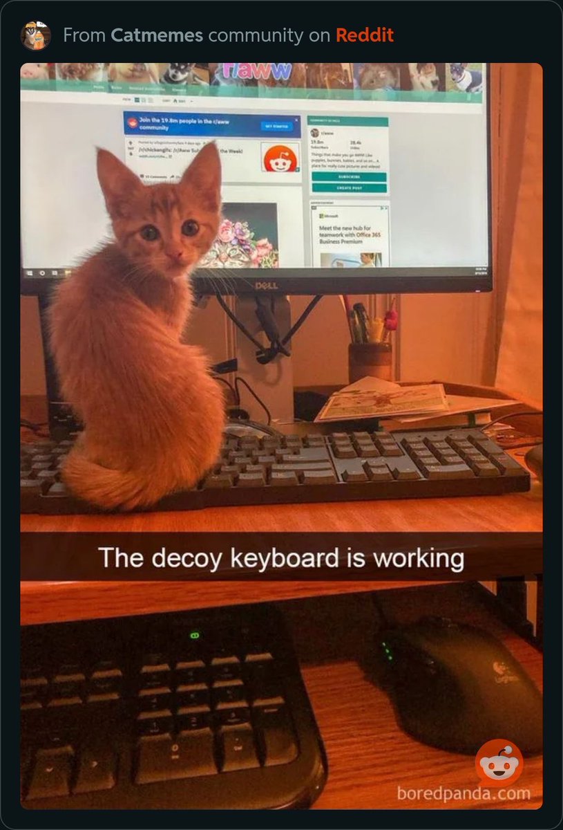 Furry co workers are the best