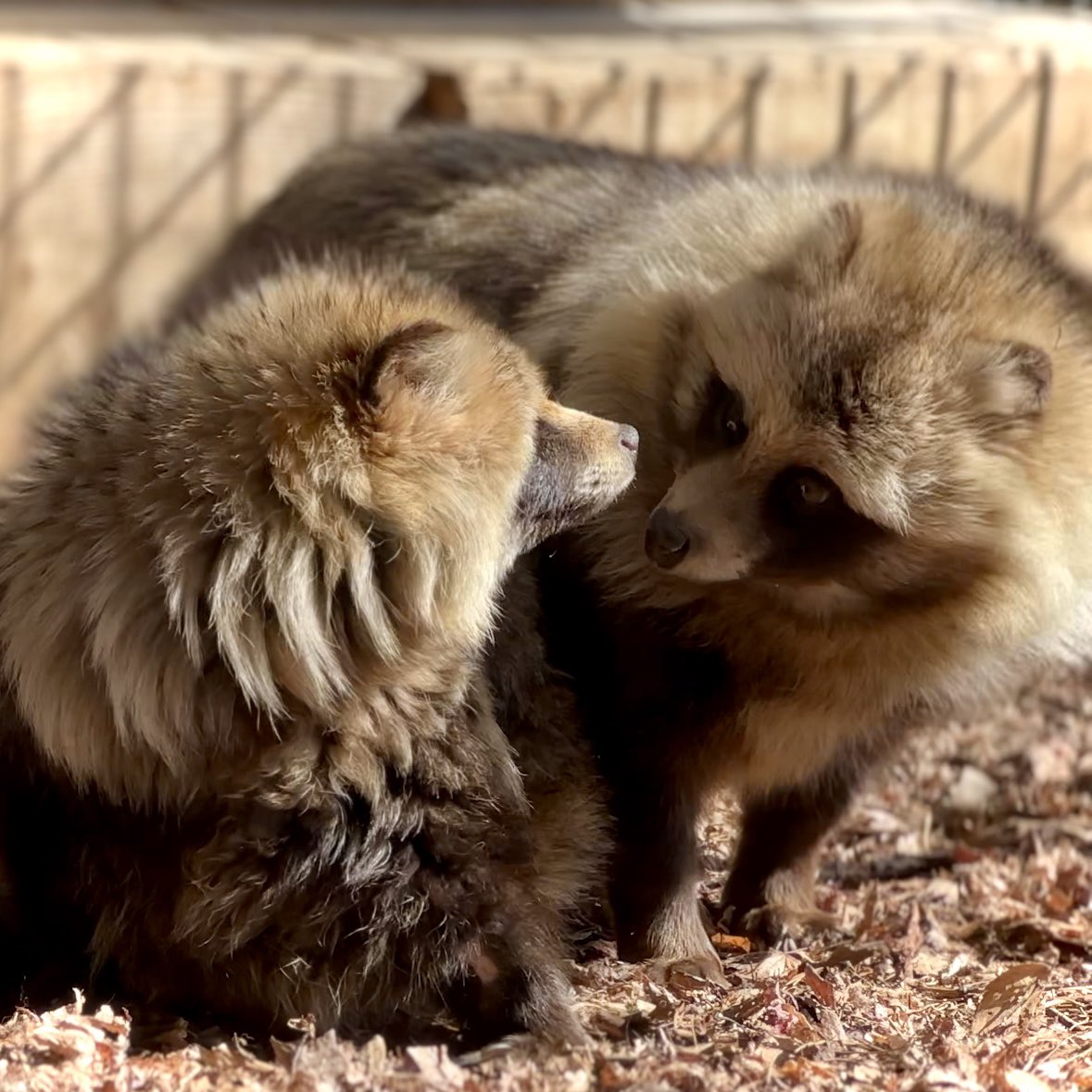 久しぶりのご挨拶。
#エゾタヌキ　　#raccoondog
#モユクカムイ   #今日のたぬき
あんについての詳細はこちら（ameblo.jp/obihirozoo/ent…）